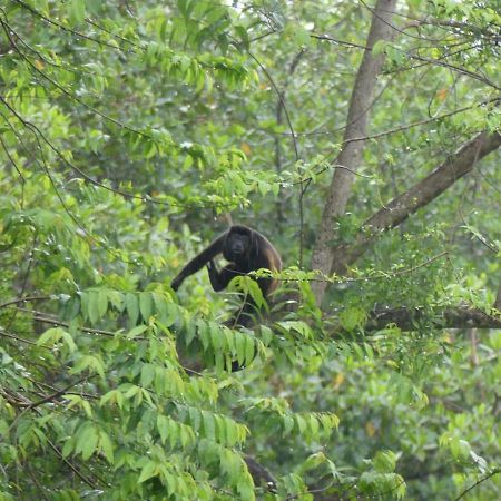 Panama Eco Resort Tierra Oscura エクステリア 写真