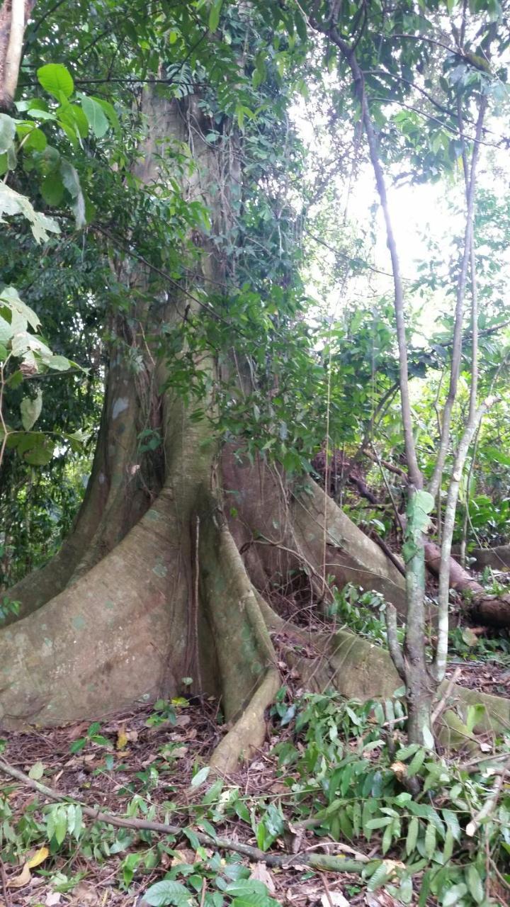 Panama Eco Resort Tierra Oscura エクステリア 写真