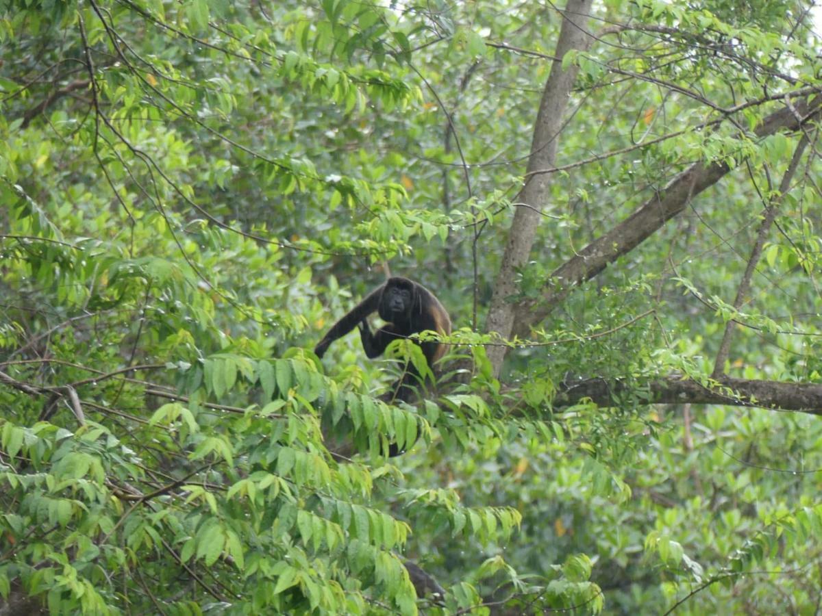 Panama Eco Resort Tierra Oscura エクステリア 写真